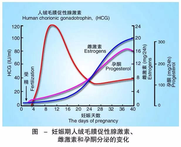 人絨毛膜促性腺激素